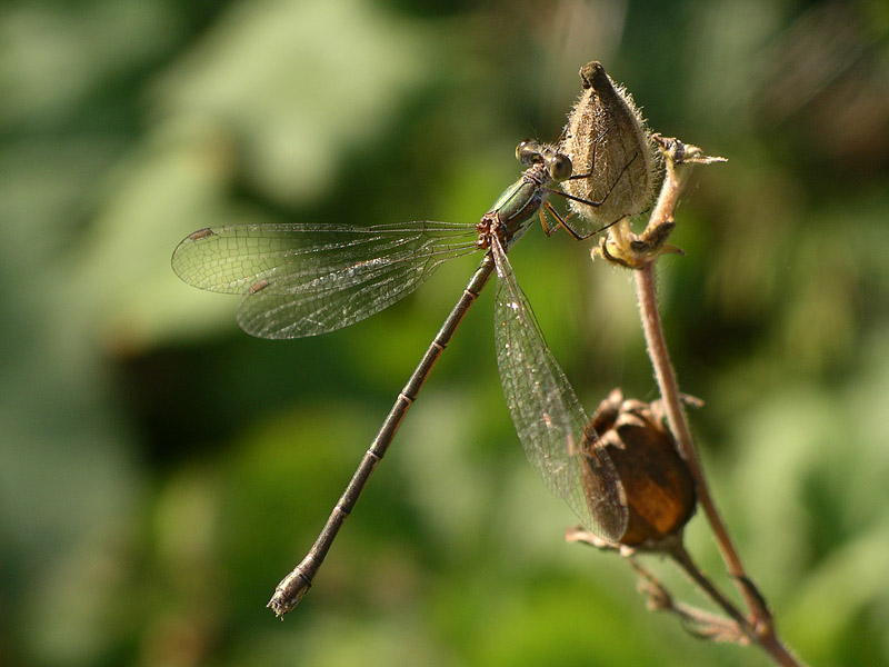 Chalcolestes cfr. parvidens